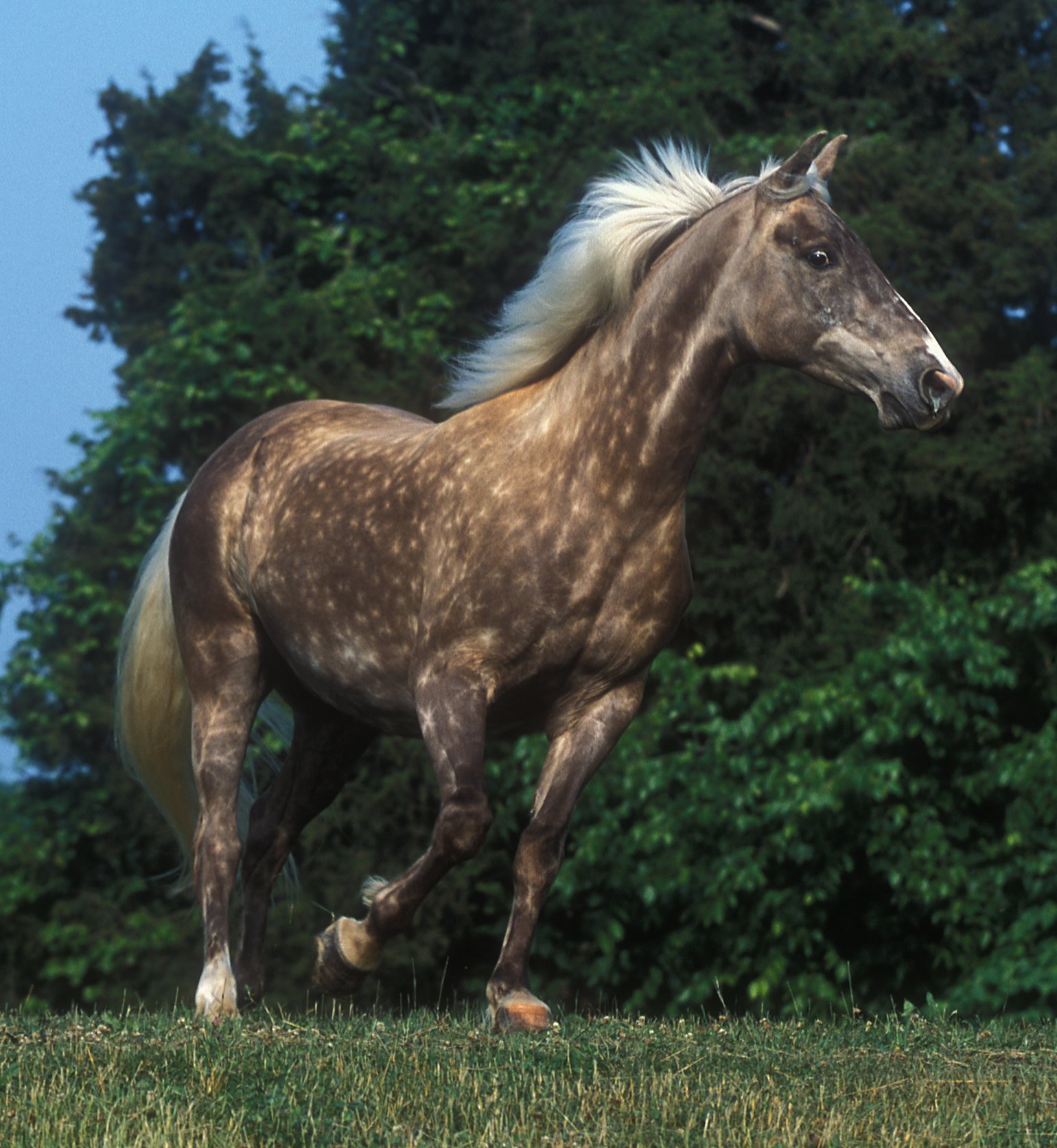 Kentucky Mountain Horses (Mountain Pleasure Horses)